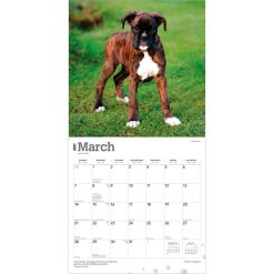 Boxer Puppies 2027 Square Wall Calendar - Image 3