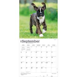 Boxer Puppies 2027 Square Wall Calendar - Image 4