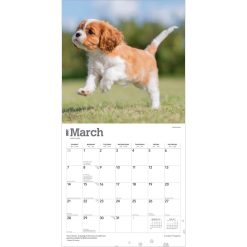 Cavalier King Charles Spaniel Puppies 2027 Square Wall Calendar - Image 3