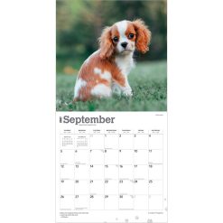 Cavalier King Charles Spaniel Puppies 2027 Square Wall Calendar - Image 4