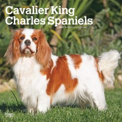 Cavalier King Charles Spaniels 2027 Square Wall Calendar