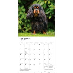 Cavalier King Charles Spaniels 2027 Square Wall Calendar - Image 3