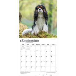 Cavalier King Charles Spaniels 2027 Square Wall Calendar - Image 4
