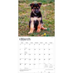 German Shepherd Puppies 2027 Square Wall Calendar - Image 3