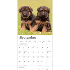 German Shepherd Puppies 2027 Square Wall Calendar - Image 4