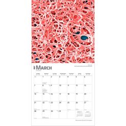 Microscopic World of Innerspace 2027 Square Wall Calendar - Image 3