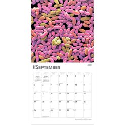 Microscopic World of Innerspace 2027 Square Wall Calendar - Image 4