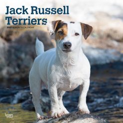 Jack Russell Terriers 2027 Square Wall Calendar