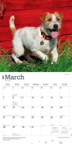 Jack Russell Terriers 2027 Square Wall Calendar - Image 3