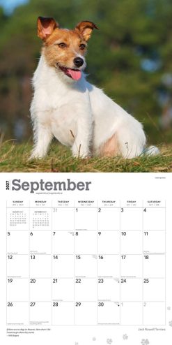 Jack Russell Terriers 2027 Square Wall Calendar - Image 4