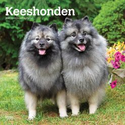 Keeshonden 2027 Square Wall Calendar