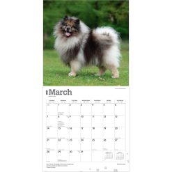 Keeshonden 2027 Square Wall Calendar - Image 3