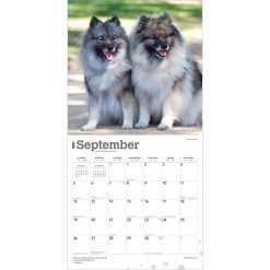 Keeshonden 2027 Square Wall Calendar - Image 4