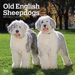 Old English Sheepdogs 2027 Square Wall Calendar
