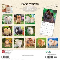 Alternative view of Pomeranians 2027 Square Wall Calendar
