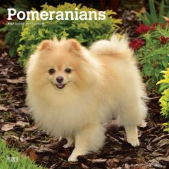 Pomeranians 2027 Square Wall Calendar