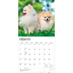 Pomeranians 2027 Square Wall Calendar - Image 3
