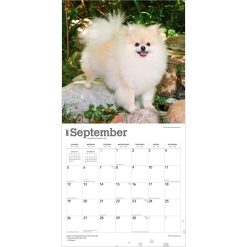 Pomeranians 2027 Square Wall Calendar - Image 4