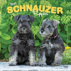 Schnauzer Puppies 2027 Square Wall Calendar