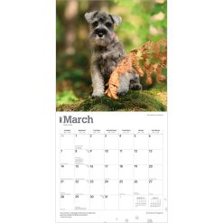 Schnauzer Puppies 2027 Square Wall Calendar - Image 3