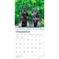 Schnauzer Puppies 2027 Square Wall Calendar - Image 4