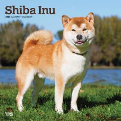 Shiba Inu 2027 Square Wall Calendar