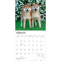 Shiba Inu 2027 Square Wall Calendar - Image 3