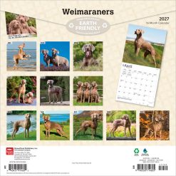 Alternative view of Weimaraners 2027 Square Wall Calendar