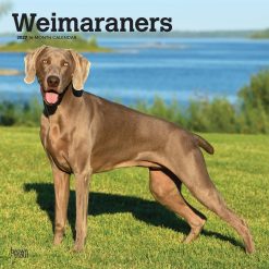 Weimaraners 2027 Square Wall Calendar