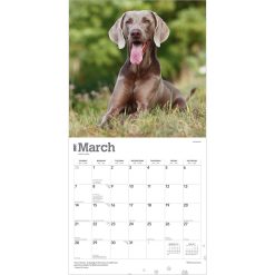Weimaraners 2027 Square Wall Calendar - Image 3