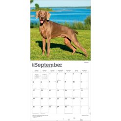 Weimaraners 2027 Square Wall Calendar - Image 4