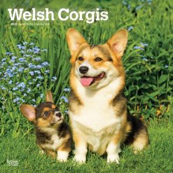 Welsh Corgis 2027 Square Wall Calendar
