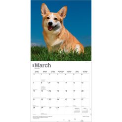 Welsh Corgis 2027 Square Wall Calendar - Image 3