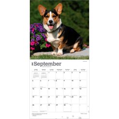 Welsh Corgis 2027 Square Wall Calendar - Image 4