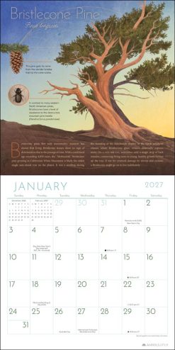 Trees of Life 2027 Square Wall Calendar - Image 3