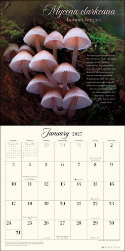 Miraculous Mushroom 2027 Square Wall Calendar - Image 3