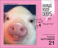 Animals Being Derps 2027 Boxed Desk Calendar - Image 3